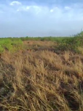 Kruger Park 'taki safari manzarası