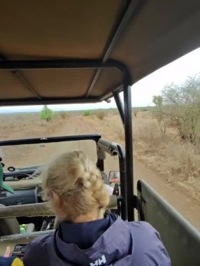 Kruger Park 'taki bir yolda safari arabasının içinde.