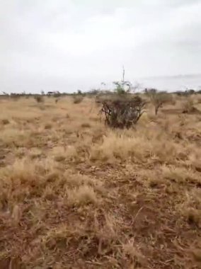 Kruger Park 'taki safari manzarası
