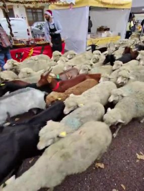 Tarascon, Bouches-du-Rhne, Fransa - 11242024: Tarascon kasabasının Noel köyünde koyun sürüsü