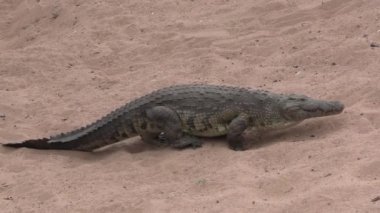 Kruger Ulusal Parkı 'nda timsah, Güney Afrika