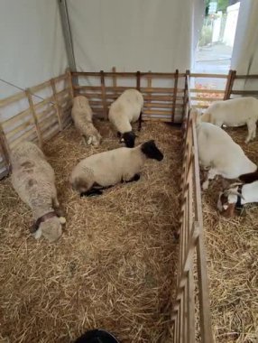 Bir ağılda birkaç koyun ve keçi