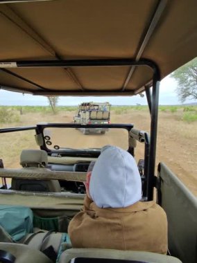 Kruger Park 'taki bir yolda safari arabasının içinde.