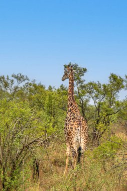 Kruger Ulusal Parkı 'nda zürafa, Güney Afrika