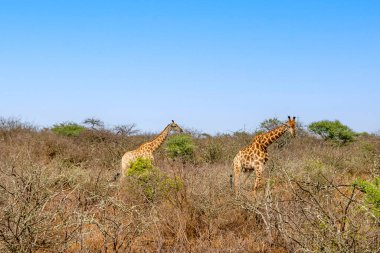 Kruger Ulusal Parkı, Güney Afrika 'da iki zürafa.