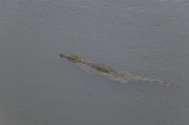 Kruger Ulusal Parkı 'nda timsah, Güney Afrika