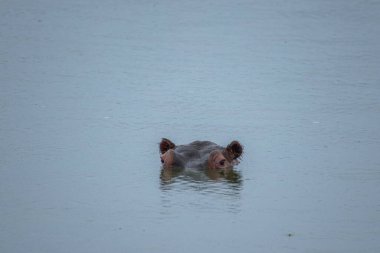 Güney Afrika 'daki Kruger Ulusal Parkı' ndaki bir nehirde su aygırı.