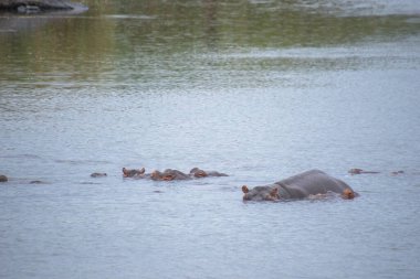 Güney Afrika 'daki Kruger Ulusal Parkı' ndaki bir nehirde su aygırı.