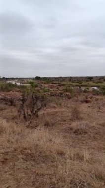 Kruger Ulusal Parkı, Güney Afrika Ovaları