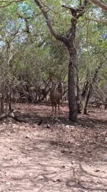 Güney Afrika 'daki Marloth Park Reserve' de Kudu