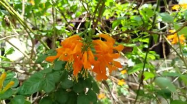 Hanımeli Burnu (Tecomaria capensis, Tecoma capensis), çiçekler