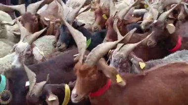 Tarascon, Bouches-du-Rhne, Fransa - 11242024: Tarascon kasabasının Noel köyünde koyun sürüsü