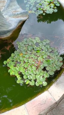 Su zambaklarını gölde yakınlaştır.