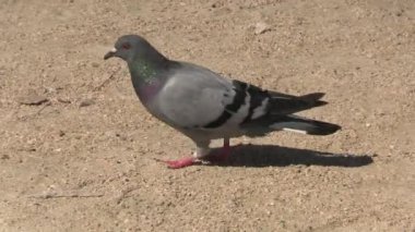 Güvercin, yakın plan, kumsalda.