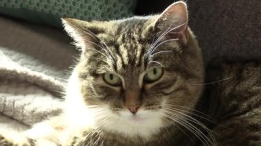 Kanepede yatan tekir bir kedinin portresi.