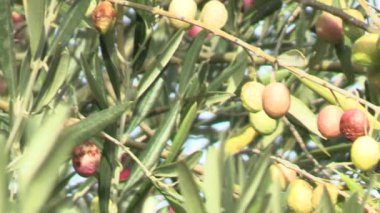 Zeytin dalları (zeytin), birbirine yaslanırlar.