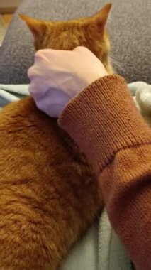 Kanepede kedisini okşayan bir kadının yakın çekimi.