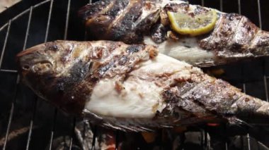 Barbeküde ızgara deniz çerezi, yakın plan..