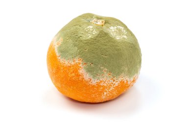Küflü Clementine, beyaz arka planda izole edilmiş.