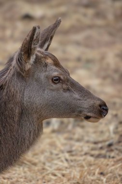 Güzel bir dişi geyiğin portresi