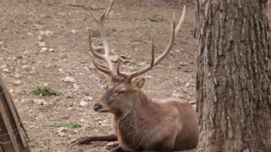 Güzel bir kızıl geyiğin portresi.