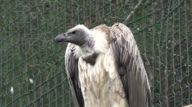 Beyaz sırtlı bir akbabanın portresi