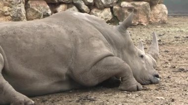 Gergedan, yakın plan, bir hayvan parkında.