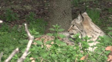 Vaşak, yakın plan, çimenlerde yatıyor..