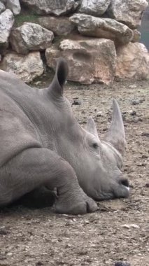 Gergedan, yakın plan, bir hayvan parkında.