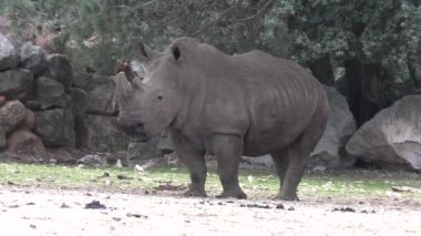 Gergedan, yakın plan, bir hayvan parkında.