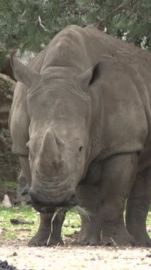 Gergedan, yakın plan, bir hayvan parkında.