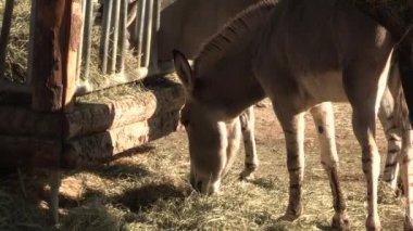 Somalili eşeklerin yemek yediği yeri kapatın.