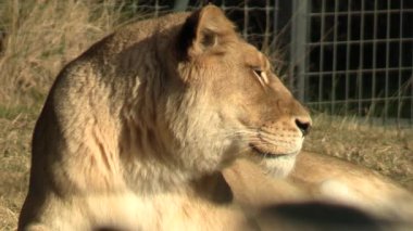 Dişi aslan, yakın plan, çimenlerde yatıyor..