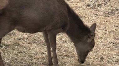 Güzel bir dişi geyiğin portresi