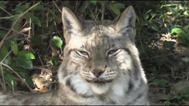 Vaşak, yakın plan, çimenlerde yatıyor..