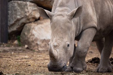 Gergedan, yakın plan, bir hayvan parkında.