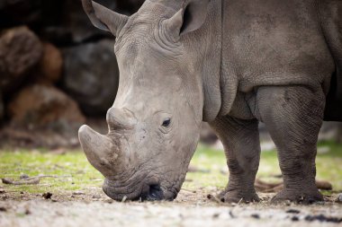 Gergedan, yakın plan, bir hayvan parkında.