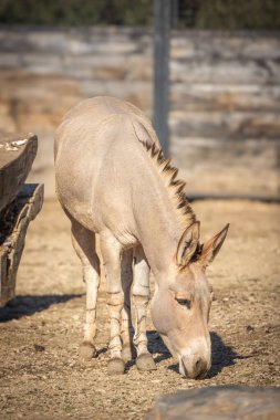 Kalemdeki Somali eşeği