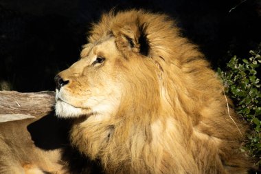 Yerde yatan güzel bir aslanın portresi.