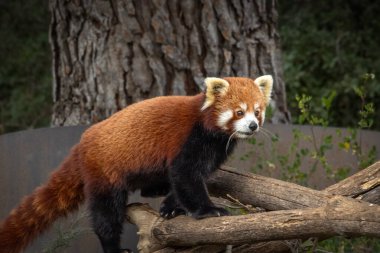 Bir dalda kırmızı bir panda portresi