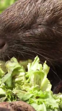 Sebze yiyen kirpi, kapat.