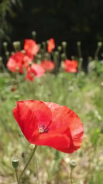 Gelincik tarlası, kapatın.