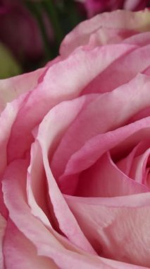 Gül, yakın çekim, bir masanın üzerinde.