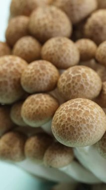 Shimeji mantarları izole edilmiş, yakın plan.