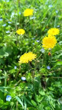 Karahindiba çiçeği, yakın plan, çayırda.