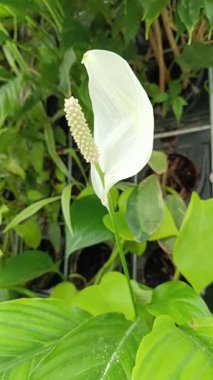 Yeşil duvarda beyaz arum çiçeği