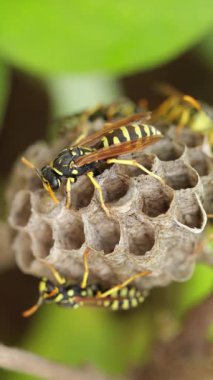 Avrupa kağıt eşekarısı (Polistes dominula) yuvalarının yapımı