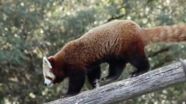 Kırmızı bir panda.