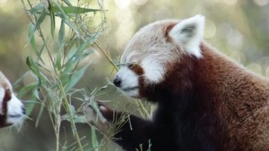 İki kırmızı panda yaklaşıyor.
