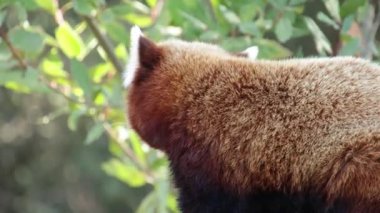 Kırmızı bir panda.